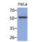 Keratin 8 antibody, GTX57589, GeneTex, Western Blot image 