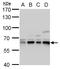 Copine 1 antibody, GTX101441, GeneTex, Western Blot image 