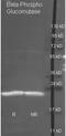 Beta-phosphoglucomutase antibody, orb344321, Biorbyt, Western Blot image 