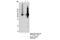 Solute Carrier Family 17 Member 6 antibody, 14487S, Cell Signaling Technology, Immunoprecipitation image 