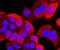 ADP Ribosylation Factor 6 antibody, NBP2-67165, Novus Biologicals, Immunocytochemistry image 