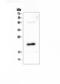 TLE Family Member 5, Transcriptional Modulator antibody, A01757-1, Boster Biological Technology, Western Blot image 