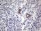 Cadherin 4 antibody, MA5-26696, Invitrogen Antibodies, Immunohistochemistry paraffin image 