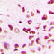 Cullin 1 antibody, LS-C353049, Lifespan Biosciences, Immunohistochemistry frozen image 
