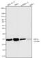 Eukaryotic Translation Initiation Factor 5A antibody, MA1-179, Invitrogen Antibodies, Western Blot image 