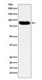 Minichromosome Maintenance Complex Component 7 antibody, M01649-1, Boster Biological Technology, Western Blot image 