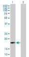 Ifa6 antibody, H00003443-B01P, Novus Biologicals, Western Blot image 