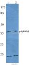 CCAAT Enhancer Binding Protein Beta antibody, A01100T235, Boster Biological Technology, Western Blot image 