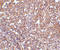 Calcium release-activated calcium channel protein 1 antibody, LS-C34723, Lifespan Biosciences, Immunohistochemistry frozen image 