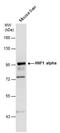 Hepatocyte nuclear factor 1-alpha antibody, PA5-22310, Invitrogen Antibodies, Western Blot image 
