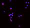 Tumor Necrosis Factor antibody, A00002-5, Boster Biological Technology, Immunofluorescence image 