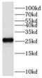 Rhophilin Associated Tail Protein 1 Like antibody, FNab07385, FineTest, Western Blot image 