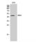 Neuromedin U Receptor 1 antibody, LS-C384932, Lifespan Biosciences, Western Blot image 