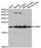 Cold Inducible RNA Binding Protein antibody, MBS129528, MyBioSource, Western Blot image 