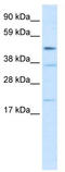 TEA Domain Transcription Factor 1 antibody, TA330118, Origene, Western Blot image 