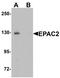 Rap Guanine Nucleotide Exchange Factor 4 antibody, PA5-72746, Invitrogen Antibodies, Western Blot image 