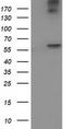 Acyl-CoA Thioesterase 12 antibody, CF502462, Origene, Western Blot image 