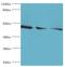 Flotillin 2 antibody, MBS1494683, MyBioSource, Western Blot image 