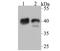 NDRG Family Member 2 antibody, NBP2-76951, Novus Biologicals, Western Blot image 