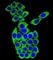 Mesoderm Development LRP Chaperone antibody, abx026358, Abbexa, Western Blot image 