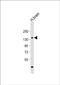 Adenylate cyclase type 8 antibody, PA5-72589, Invitrogen Antibodies, Western Blot image 