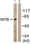 MYB Proto-Oncogene, Transcription Factor antibody, LS-B5315, Lifespan Biosciences, Western Blot image 