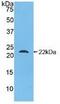 Glucagon antibody, MBS2001539, MyBioSource, Western Blot image 