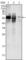 Glucose-6-Phosphate Isomerase antibody, abx010842, Abbexa, Western Blot image 