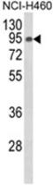 SLC3A1 antibody, AP18201PU-N, Origene, Western Blot image 