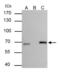 Lamin B2 antibody, GTX109894, GeneTex, Immunoprecipitation image 