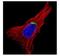 Golgin A5 antibody, NBP1-31862, Novus Biologicals, Immunofluorescence image 