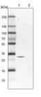 Peroxisomal Biogenesis Factor 16 antibody, PA5-60311, Invitrogen Antibodies, Western Blot image 