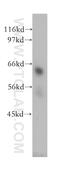 TUB Like Protein 2 antibody, 12668-1-AP, Proteintech Group, Western Blot image 