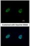 Nuclear FMR1 Interacting Protein 1 antibody, PA5-31183, Invitrogen Antibodies, Immunofluorescence image 