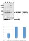Ribosomal Protein S6 Kinase A5 antibody, A04922S360, Boster Biological Technology, Western Blot image 
