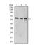 Wnt Family Member 3A antibody, NBP2-52588, Novus Biologicals, Western Blot image 