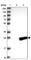 Dual Specificity Phosphatase 26 antibody, HPA018221, Atlas Antibodies, Western Blot image 