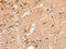 Aminoacyl TRNA Synthetase Complex Interacting Multifunctional Protein 1 antibody, CSB-PA584418, Cusabio, Immunohistochemistry frozen image 