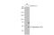 Enterovirus antibody, GTX630193, GeneTex, Western Blot image 