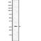 Fms Related Tyrosine Kinase 3 Ligand antibody, abx215428, Abbexa, Western Blot image 