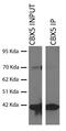 Chromobox 5 antibody, 730046, Invitrogen Antibodies, Immunoprecipitation image 