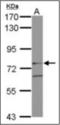ETS Proto-Oncogene 2, Transcription Factor antibody, orb314368, Biorbyt, Western Blot image 
