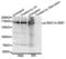 Structural Maintenance Of Chromosomes 1A antibody, LS-C335779, Lifespan Biosciences, Western Blot image 