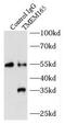 Transmembrane Protein 165 antibody, FNab08756, FineTest, Immunoprecipitation image 