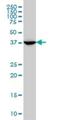 Mevalonate Diphosphate Decarboxylase antibody, H00004597-M01, Novus Biologicals, Western Blot image 