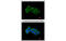 Fibronectin Leucine Rich Transmembrane Protein 1 antibody, MBS837513, MyBioSource, Immunofluorescence image 