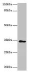 KIAA1191 antibody, CSB-PA846582LA01HU, Cusabio, Western Blot image 