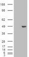 Transcription factor GATA-4 antibody, TA500091, Origene, Western Blot image 