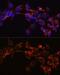 Dickkopf WNT Signaling Pathway Inhibitor 3 antibody, GTX55588, GeneTex, Immunocytochemistry image 