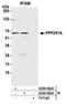Protein Phosphatase 2 Scaffold Subunit Aalpha antibody, A300-962A, Bethyl Labs, Immunoprecipitation image 